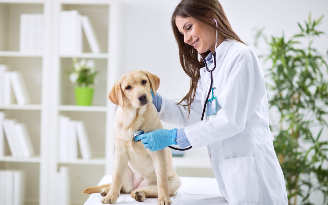 Why Local Pet Owners Trust a Vet Clinic in St. Johns Park for Compassionate Service