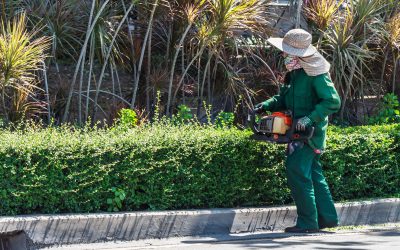 Enhance your garden privacy with tailored Hedging Services Canberra ACT residents trust most